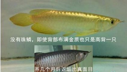 高背金龍魚怎么上金質(zhì)魚：淺談高背金龍魚飼養(yǎng)的方法