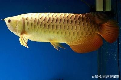 高背金龍魚怎么上金質(zhì)魚：淺談高背金龍魚飼養(yǎng)的方法