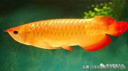 紅尾金龍魚什么時(shí)候變色：關(guān)于紅尾金龍魚變色的一些詳細(xì)信息 龍魚百科 第2張