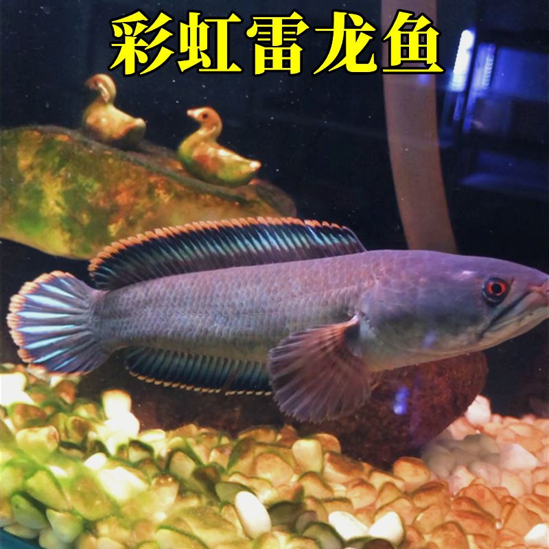 紅尾珍珠龍魚：紅尾珍珠龍魚在飼養(yǎng)過程中需要注意水質(zhì)、水溫和食物等問題 龍魚百科 第2張