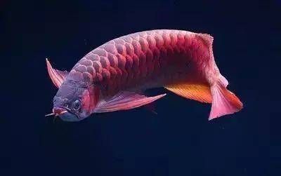 紅龍魚(yú)多少度：關(guān)于紅龍魚(yú)最佳水溫的一些詳細(xì)信息