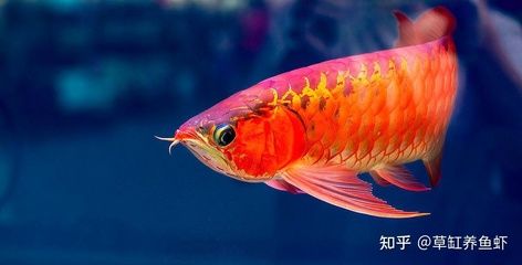 紅龍魚喂什么鰭尾長得快一點：紅龍魚吃什么長得快 龍魚百科 第5張