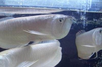 犍為花魚谷水族館：樂山犍為花魚谷水族館 全國觀賞魚市場