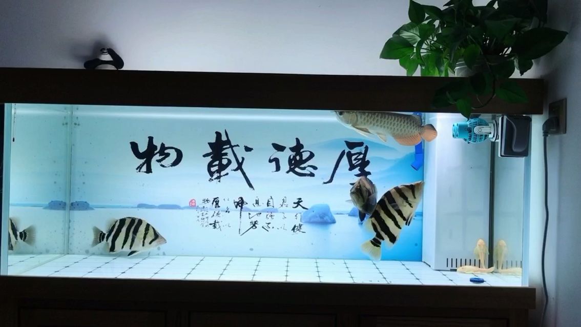 魚友們！虎魚蒙眼是不是難治？：內(nèi)蒙和外蒙還有鉆石眼到底是啥意思,到底是啥意思 觀賞魚論壇