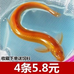 金龍魚吃泥鰍會(huì)不會(huì)引起消化不良死：金龍魚吃泥鰍可能引起的問(wèn)題：金龍魚吃泥鰍會(huì)中毒嗎 龍魚百科 第5張