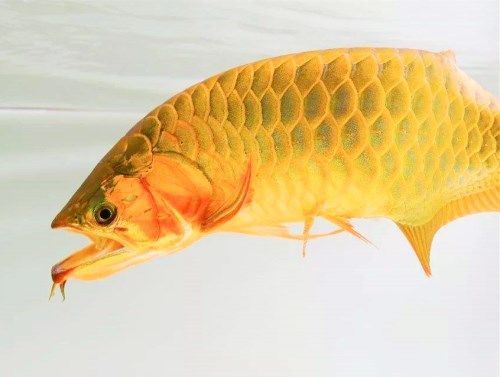 金龍魚(yú)吃多少小魚(yú)會(huì)死：在飼養(yǎng)金龍魚(yú)時(shí)，需要注意一些基本事項(xiàng)以確保它們的健康 龍魚(yú)百科 第5張