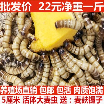 金龍魚吃的蟲子：金龍魚可以吃什么蟲子