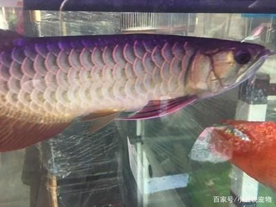 金龍魚(yú)不太愛(ài)吃食怎么回事：金龍魚(yú)不吃食怎么回事金龍魚(yú)不吃食怎么回事 龍魚(yú)百科 第6張