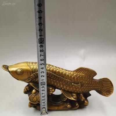 金龍魚擺件魚頭朝向門外好不好：客廳金龍魚擺件怎么擺 龍魚百科 第5張