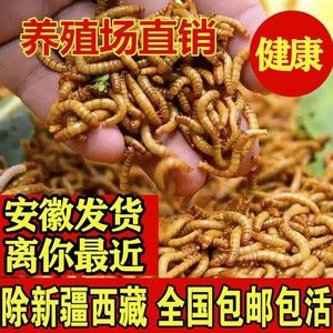 金龍魚吃面包蟲還是大麥蟲好：金龍魚吃面包蟲和大麥蟲都不是理想的金龍魚食物選擇 龍魚百科 第7張