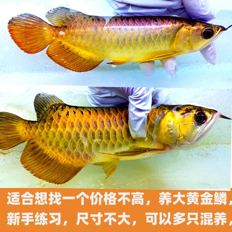 金龍魚尺寸不一樣混養(yǎng)：不同尺寸的金龍魚如何混養(yǎng) 龍魚百科 第5張