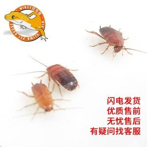 金龍魚(yú)吃食不猛怎么辦：金龍魚(yú)食欲不好怎么辦360問(wèn)答360問(wèn)答 龍魚(yú)百科 第4張