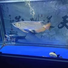 金龍魚吃活魚好嗎：金龍魚吃什么食物最好 龍魚百科 第1張