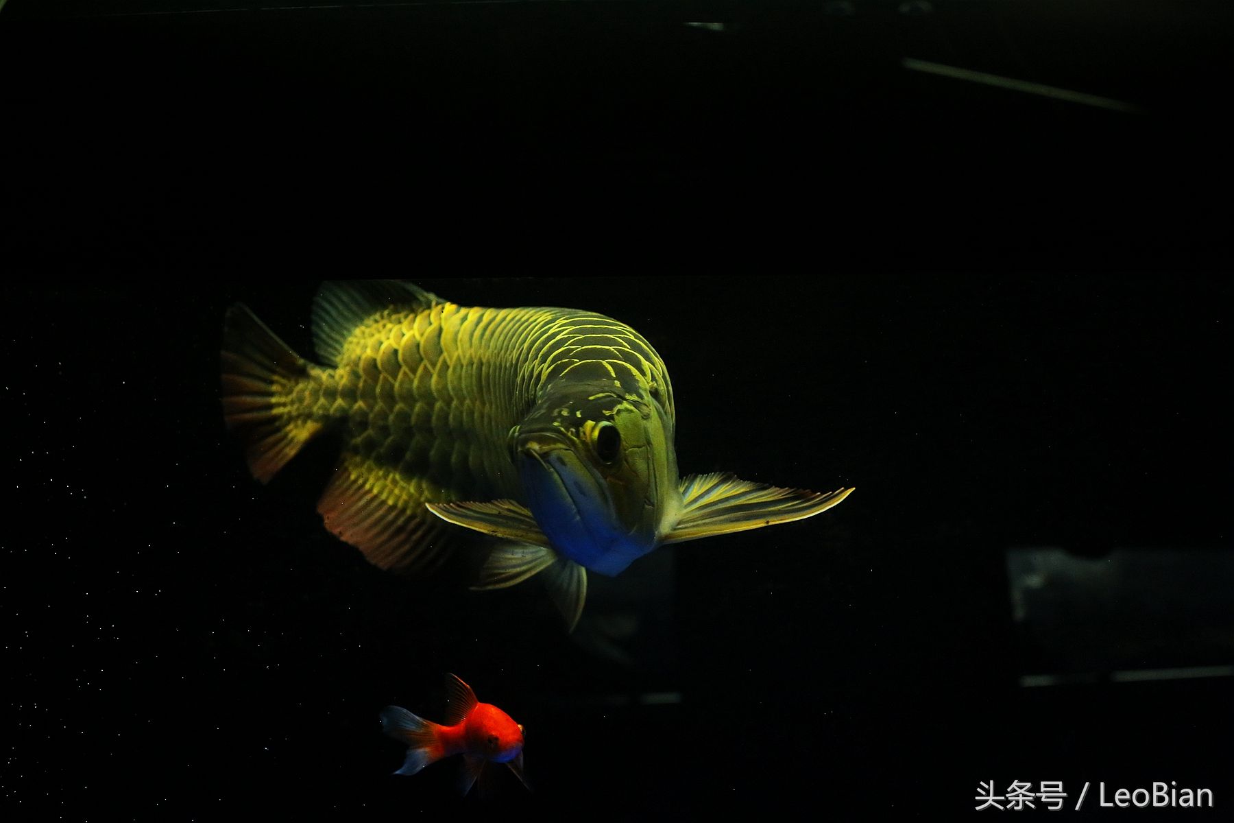 金龍魚(yú)吃什么食物長(zhǎng)得快：金龍魚(yú)吃什么長(zhǎng)得快 龍魚(yú)百科 第5張