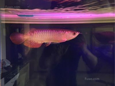 金龍魚吃飼料能長大嗎：關(guān)于金龍魚吃飼料能否長大的詳細分析金龍魚吃飼料能否長大 龍魚百科 第2張