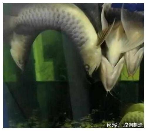 金龍魚吃飼料能長大嗎：關(guān)于金龍魚吃飼料能否長大的詳細分析金龍魚吃飼料能否長大