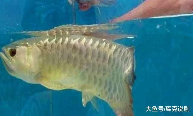 金龍魚不吃魚食怎么辦：金龍魚不吃食怎么辦 龍魚百科 第3張