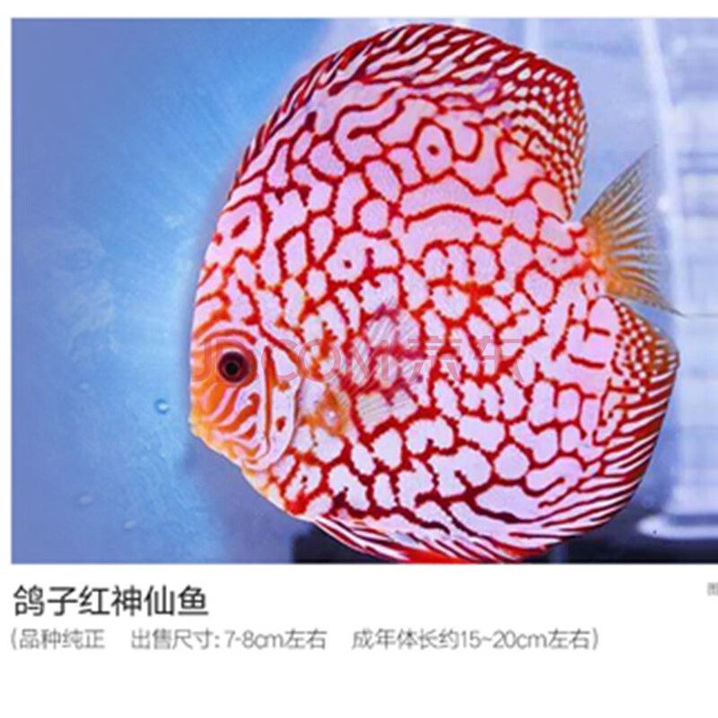 金龍魚尺寸分類圖：關(guān)于金龍魚尺寸分類圖的問(wèn)題 龍魚百科 第3張