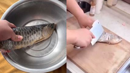 金龍魚吃什么食料長(zhǎng)得快一點(diǎn)：金龍魚吃什么飼料好 龍魚百科 第5張