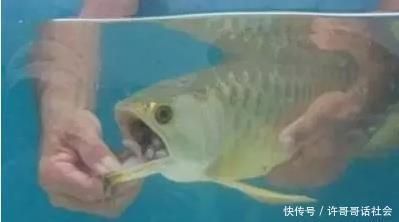 金龍魚不吃東西半個(gè)月了怎么辦：金龍魚半個(gè)月不吃東西怎么辦