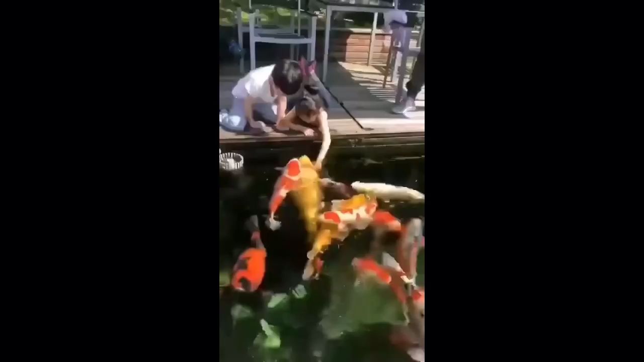 孩子 錦鯉魚何等愜意人生：人魚合一,隨緣靜心評論：豪門,煙花易冷718