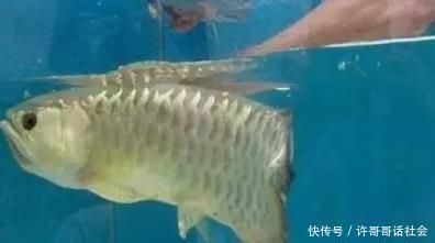 金龍魚不吃什么魚：金龍魚不吃東西怎么辦 龍魚百科 第5張