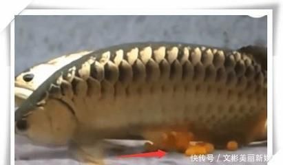 金龍魚不吃什么魚：金龍魚不吃東西怎么辦 龍魚百科 第3張