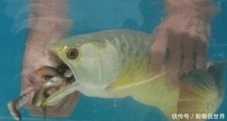 金龍魚不吃什么魚：金龍魚不吃東西怎么辦 龍魚百科 第6張