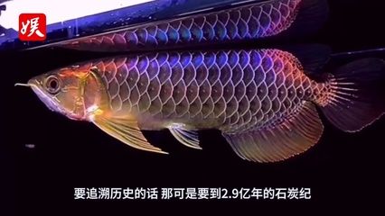 小金龍魚視頻播放：關(guān)于小金龍魚視頻播放器的問題 水族問答 第7張