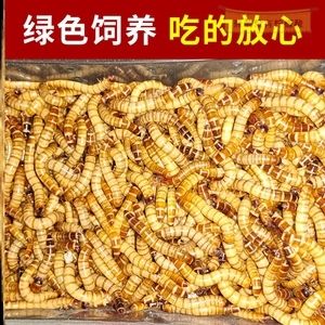 金龍魚(yú)吃大麥蟲(chóng)怎么辦：金龍魚(yú)只吃大麥蟲(chóng)怎么辦？