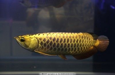 金龍魚寵物魚：寵物大全:金龍魚飼養(yǎng)金龍魚的正確方法知識(shí)介紹 龍魚百科 第1張