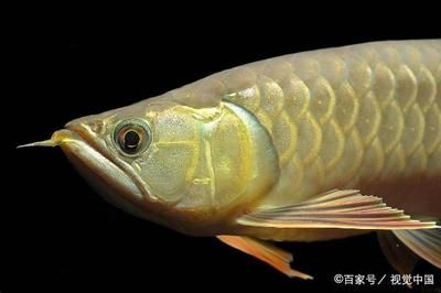 金龍魚寵物魚：寵物大全:金龍魚飼養(yǎng)金龍魚的正確方法知識(shí)介紹 龍魚百科 第7張