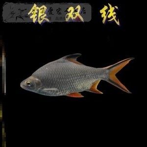 金龍魚吃活魚：金龍魚一天喂多少量|金龍魚能吃活蝦嗎 龍魚百科 第6張