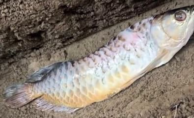 金龍魚吃不下怎么辦：金龍魚不吃東西怎么辦?金龍魚不吃食怎么回事 龍魚百科 第1張