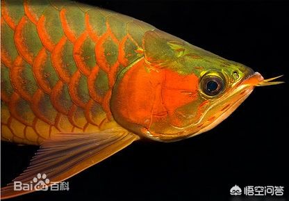 金龍魚成魚：金龍魚多少年可以長成成魚 龍魚百科 第6張