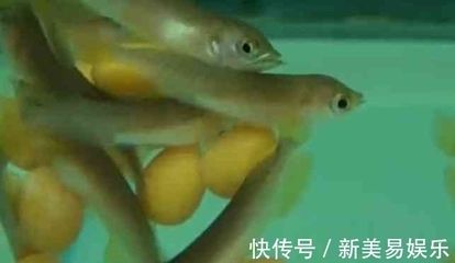 金龍魚寶寶在嘴巴里：金龍魚總在魚缸里張嘴巴怎么回事