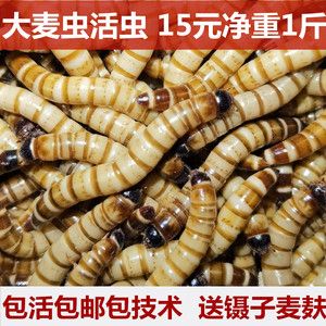 金龍魚吃了面包蟲后偏吃怎么辦：金龍魚吃面包蟲多了,現(xiàn)在不吃東西乙,怎么辦