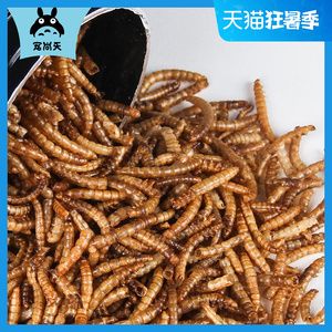 金龍魚吃了面包蟲后偏吃怎么辦：金龍魚吃面包蟲多了,現(xiàn)在不吃東西乙,怎么辦