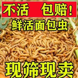 金龍魚吃了面包蟲后偏吃怎么辦：金龍魚吃面包蟲多了,現(xiàn)在不吃東西乙,怎么辦 龍魚百科 第7張