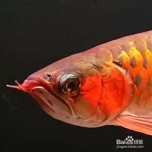 金龍魚(yú)半年不吃食了有什么辦法嗎：金龍魚(yú)不吃東西怎么辦 龍魚(yú)百科 第4張