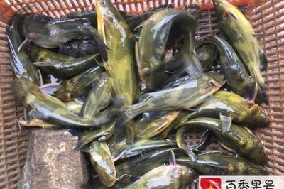 金龍魚吃什么食物長得快又好養(yǎng)：如何讓金龍魚長得快又好養(yǎng)？