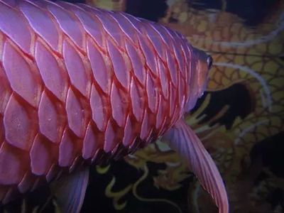 金龍魚(yú)吃的多嗎：金龍魚(yú)一天喂多少量