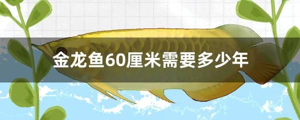 金龍魚60厘米需要多少年：金龍魚養(yǎng)多久才能長到60厘米大約需要多少年