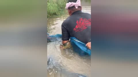 金龍魚(yú)不金是怎么回事：金龍魚(yú)不金是怎么回事金龍魚(yú)不出金的原因是怎么回事