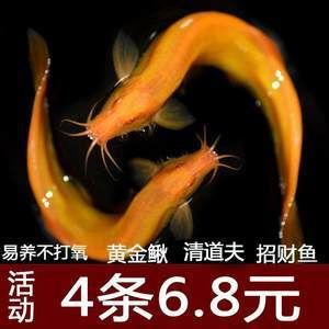 金龍魚不打氧可以嗎：金龍魚不打氧能活多久 龍魚百科 第3張