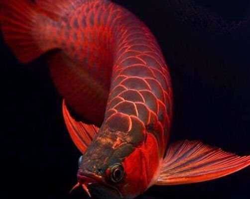 金龍魚(yú)別稱：關(guān)于金龍魚(yú)別稱的一些詳細(xì)信息