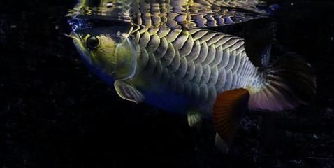 金龍魚(yú)吃飼料好不好：金龍魚(yú)吃什么飼料好 龍魚(yú)百科 第6張