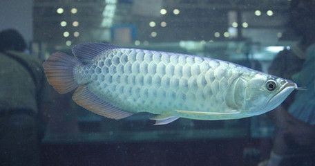 金龍魚(yú)吃什么最好：金龍魚(yú)吃什么食物最好 龍魚(yú)百科 第6張