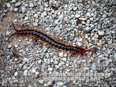 金龍魚(yú)吃不吃雞皮：金龍魚(yú)剛吃雞肉可以嗎 龍魚(yú)百科 第7張