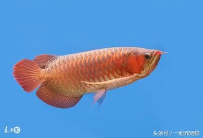 金龍魚吃活泥鰍好嗎：金龍魚吃泥鰍好不好龍魚吃泥鰍好不好 龍魚百科 第6張